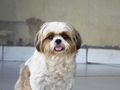 Shih-tzu-europeu.jpg